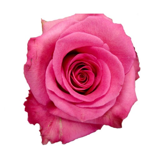 Rose - Cotton Candy 60cm